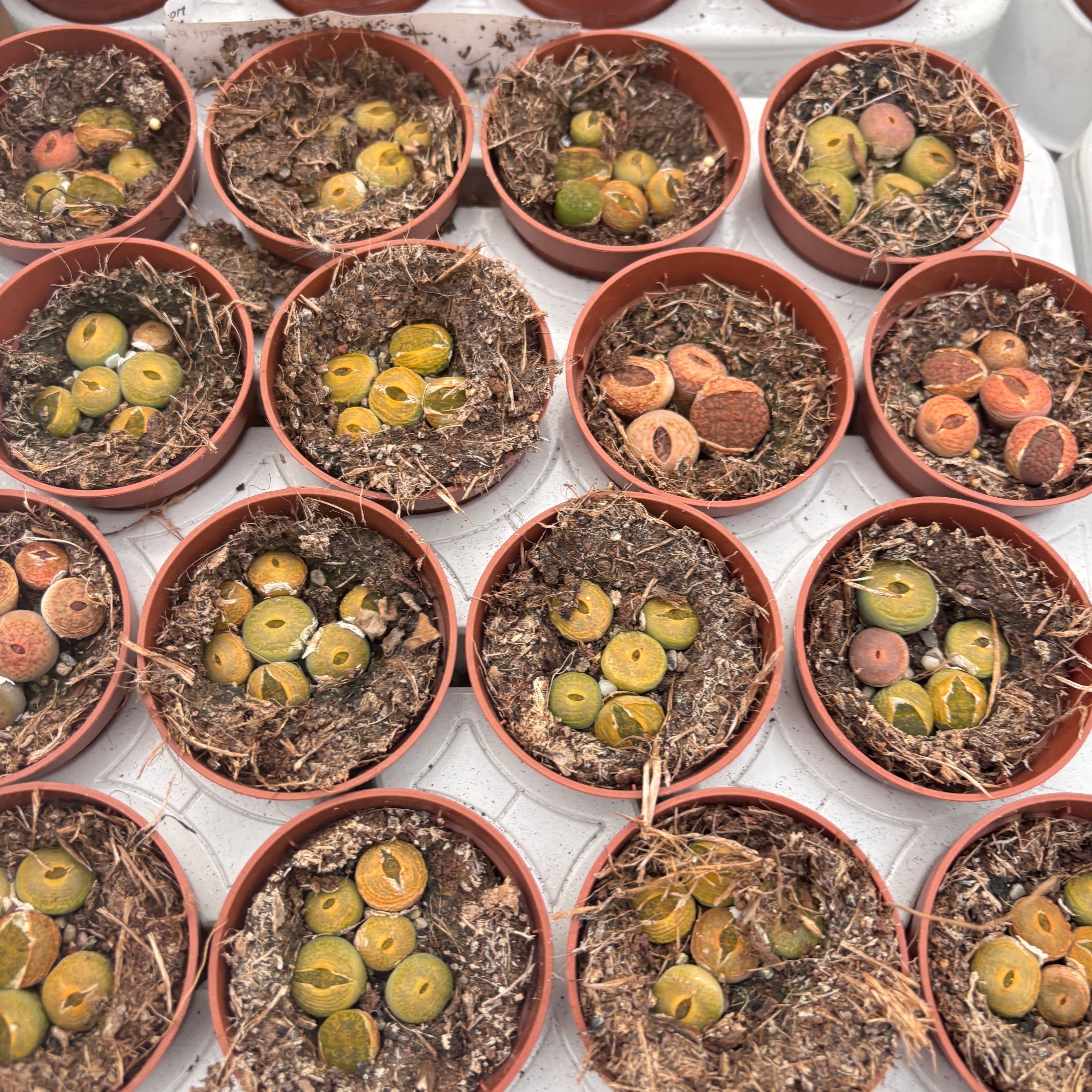 Lithops mini mix ("pietre vii")