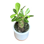 Pustinjski ruža - Adenium Obesum (mlada biljka)