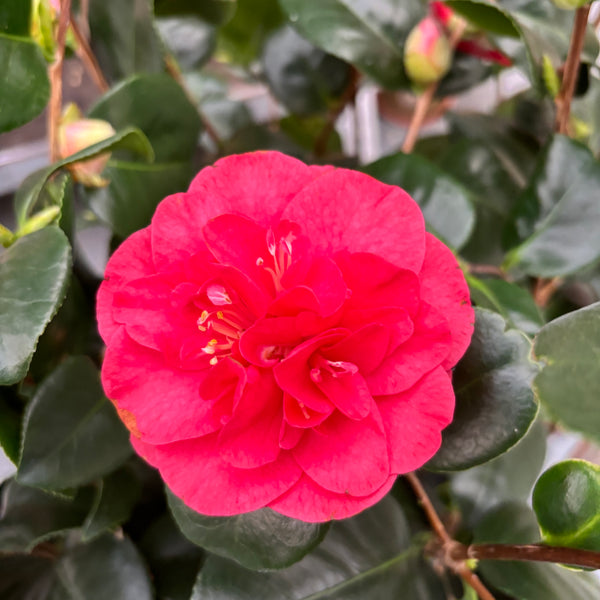 Camellia japonica 'Lady Campbell' (frosthart)