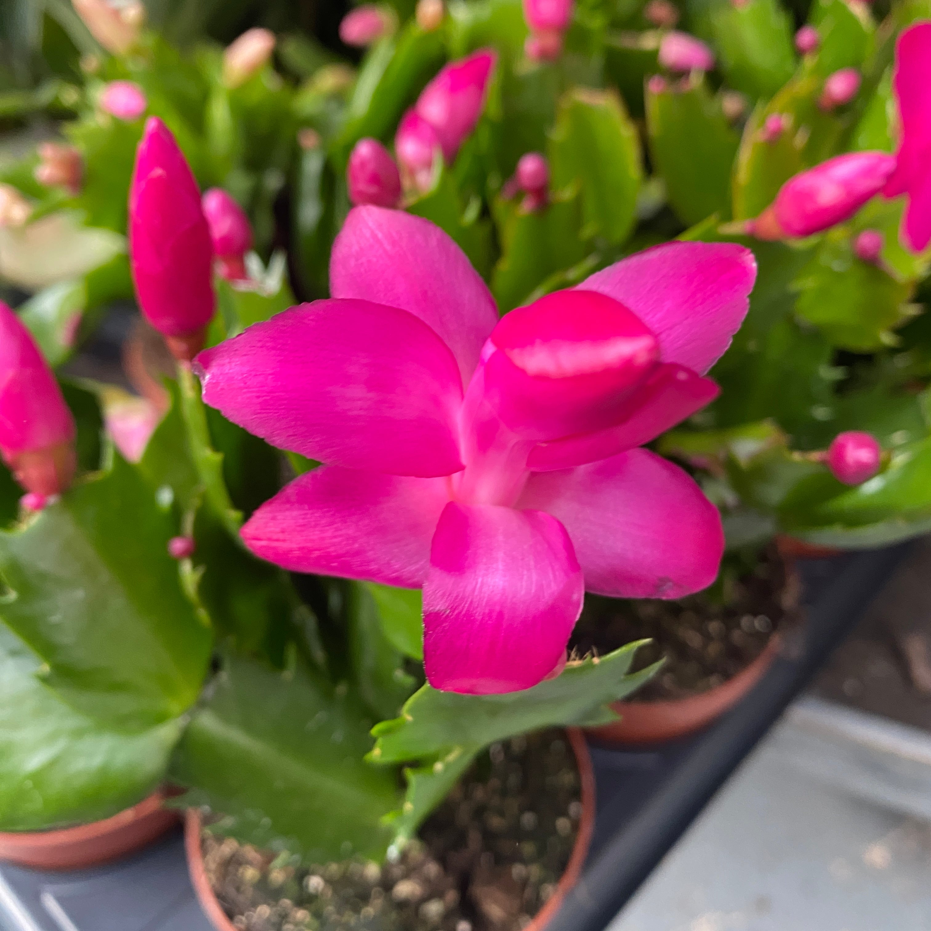Schlumbergera 'Purple Brazil' (Craciunita ciclam)
