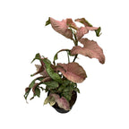 Syngonium podophyllum Pink