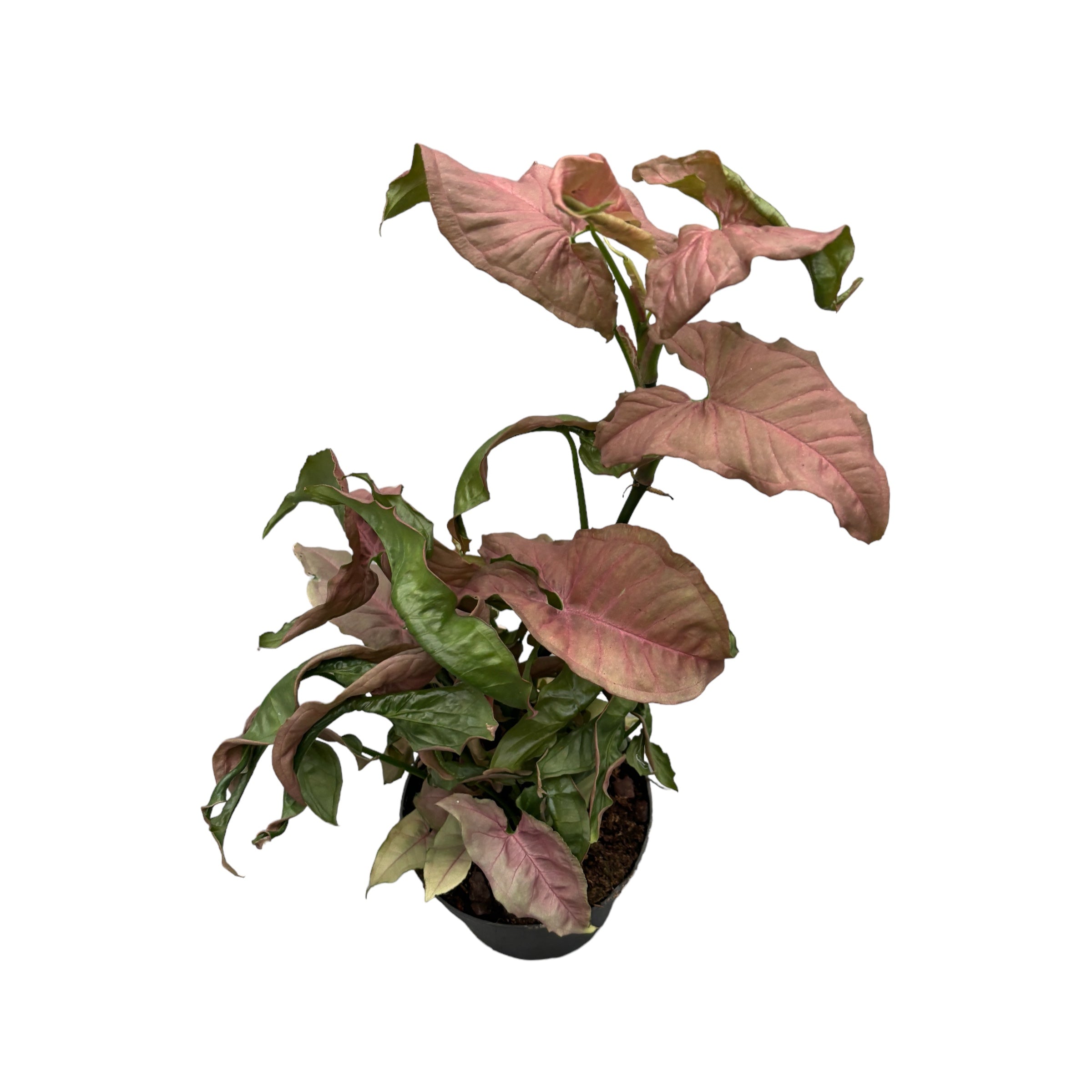 Syngonium podophyllum Pink