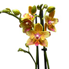 Φαλαίνοψις Yaphon Perbalm (πελωρική)