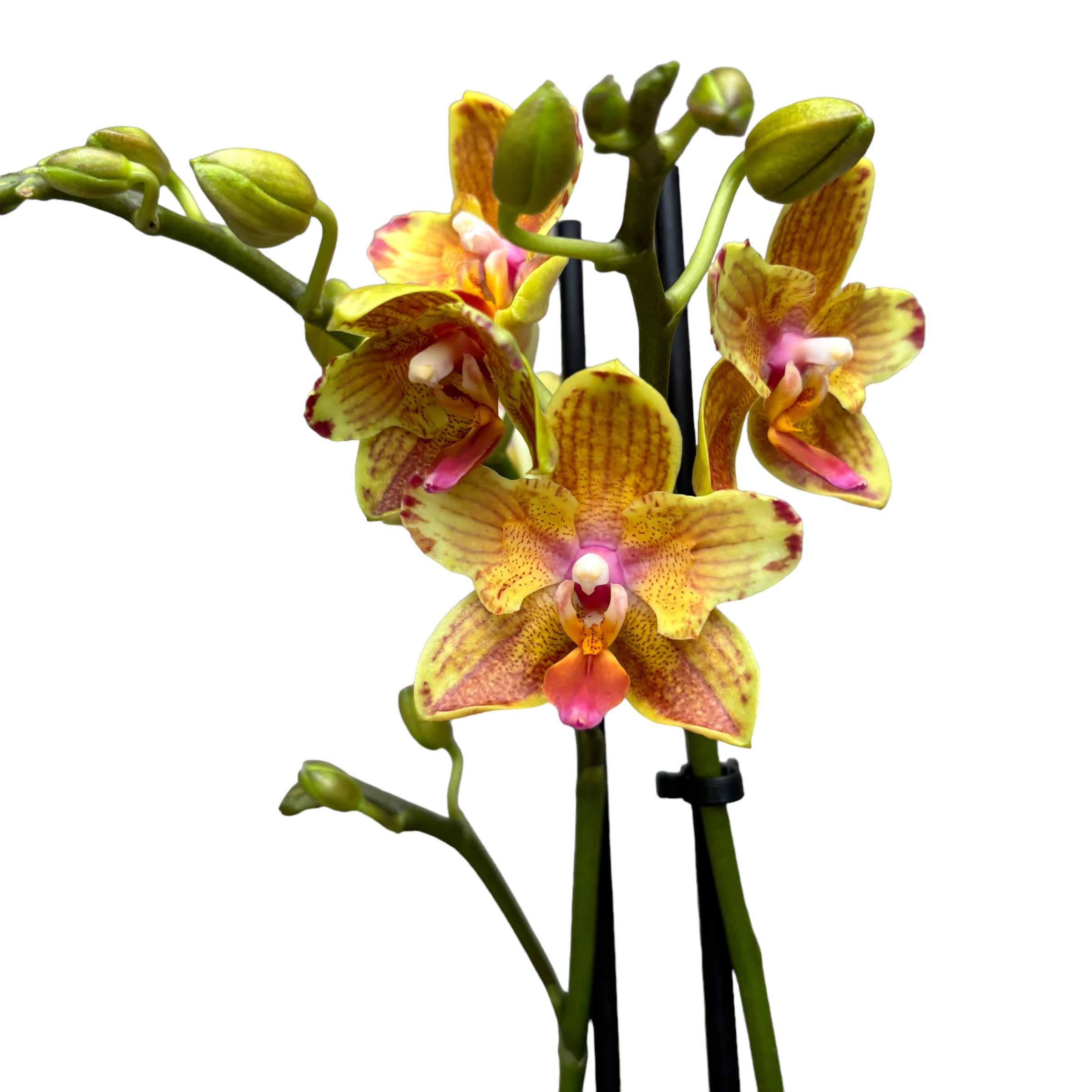 Phalaenopsis Yaphon Perbalm (pélorique)