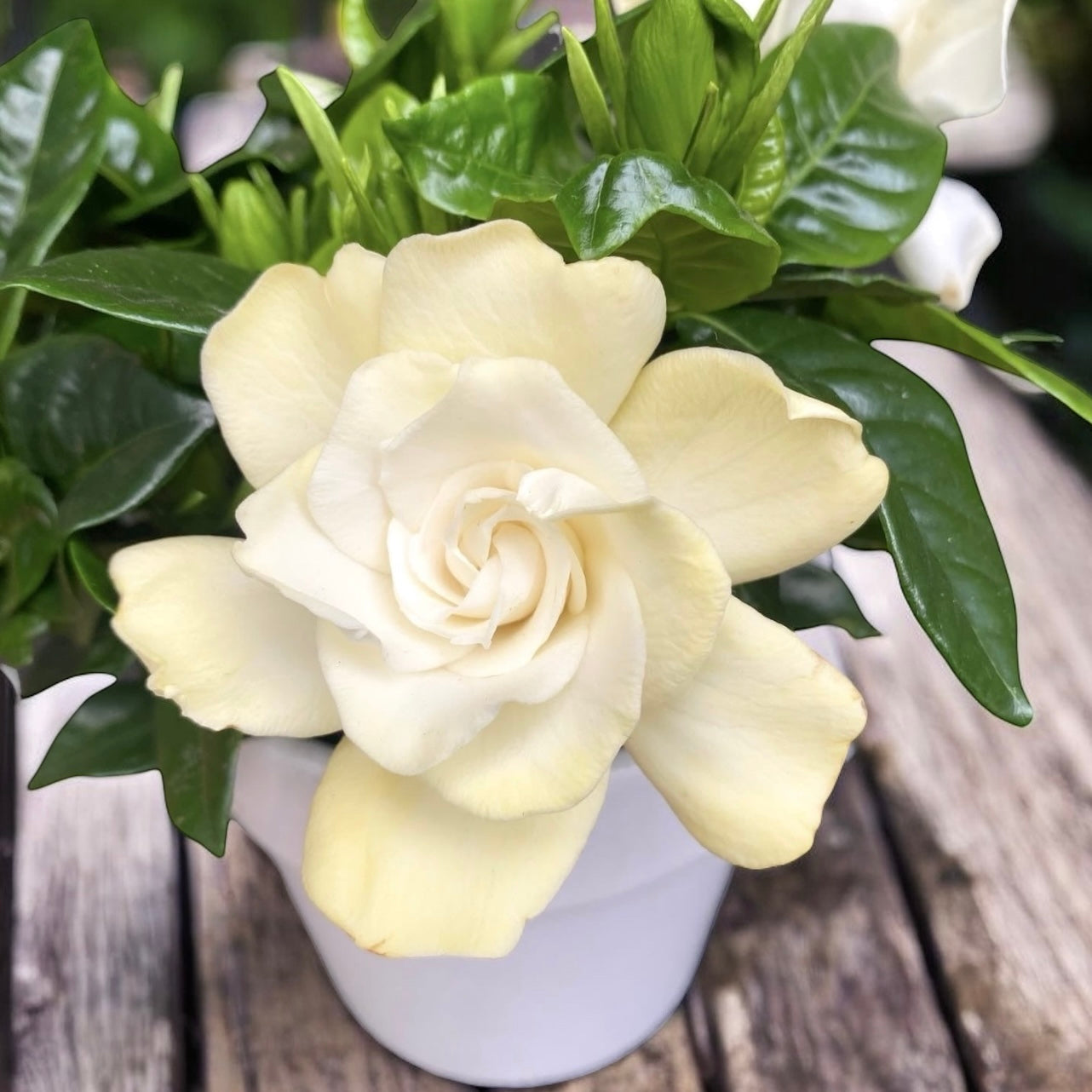 Gardenia Jasminoides - intens geurende bloemen