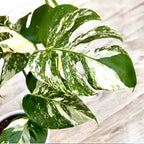 Monstera deliciosa 'Variegata' - exemplare XL