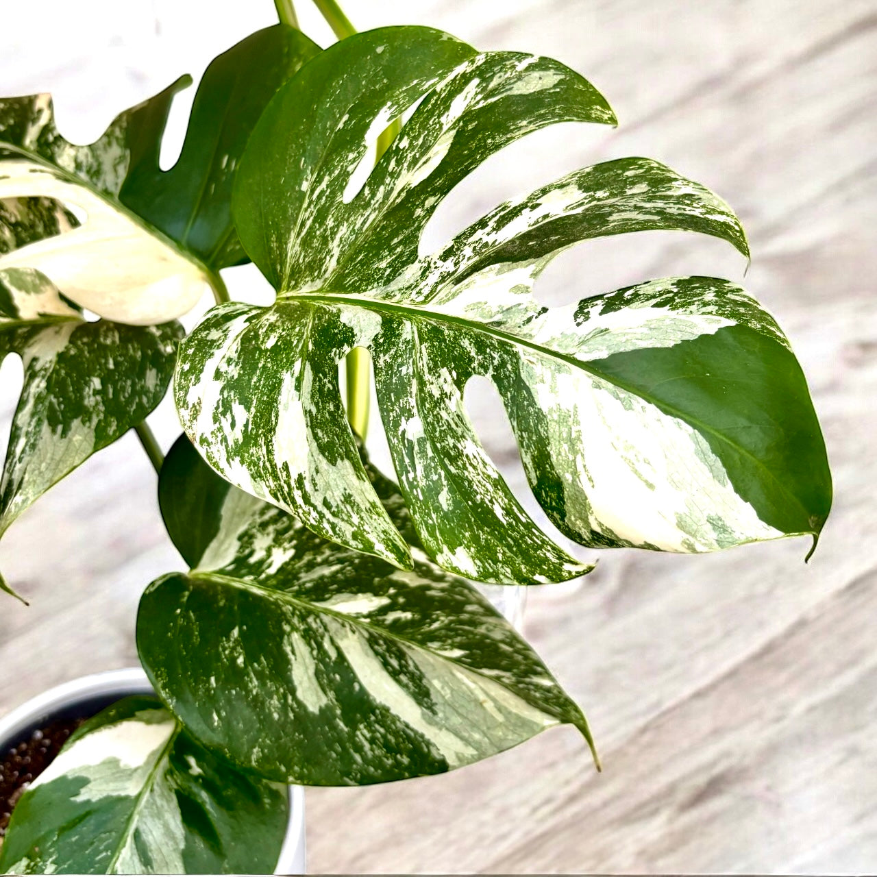 Monstera deliciosa 'Variegata' - exemplare XL