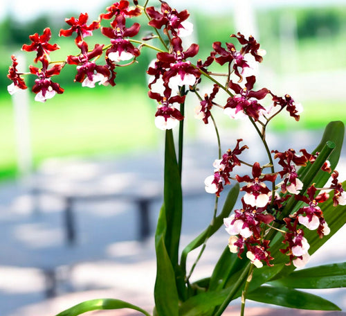 Oncidium Sharry Baby Süßer Schokoladenduft (intensiv duftende Blüten)