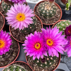 Notocactus uebelmannianus D8