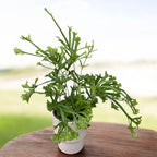 Pteris ‘Wimsetii’ – feriga decorativa cu frunze dantelate