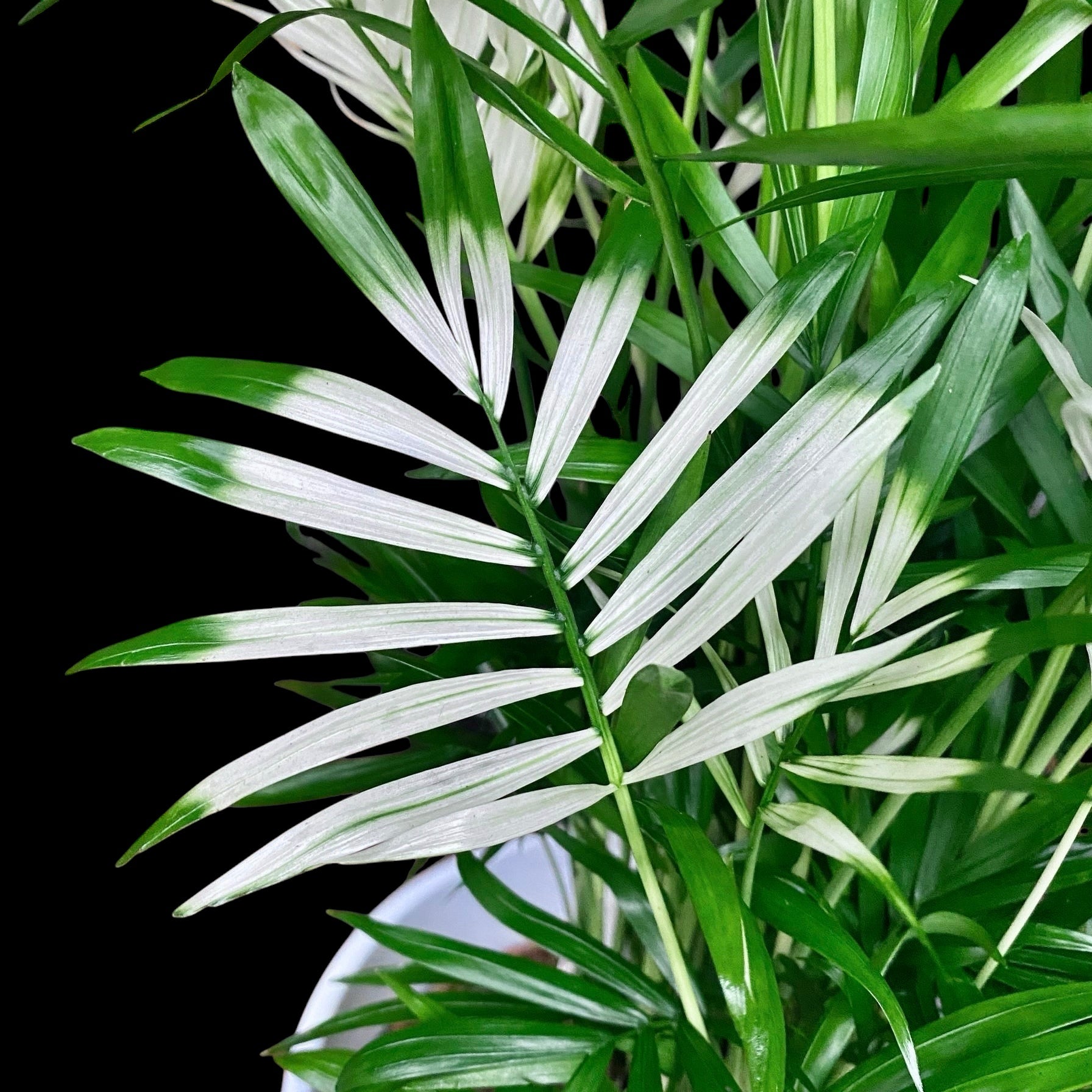 Palmier Chamaedorea elegans 'Variegata'- frunze variegate