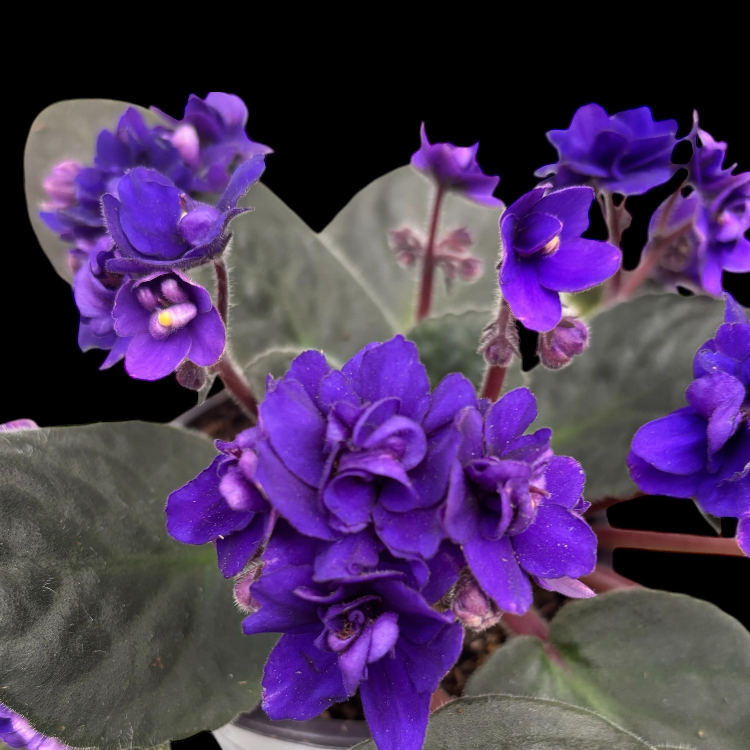 Saintpaulia Ballerina's Iris - violete cu flori duble