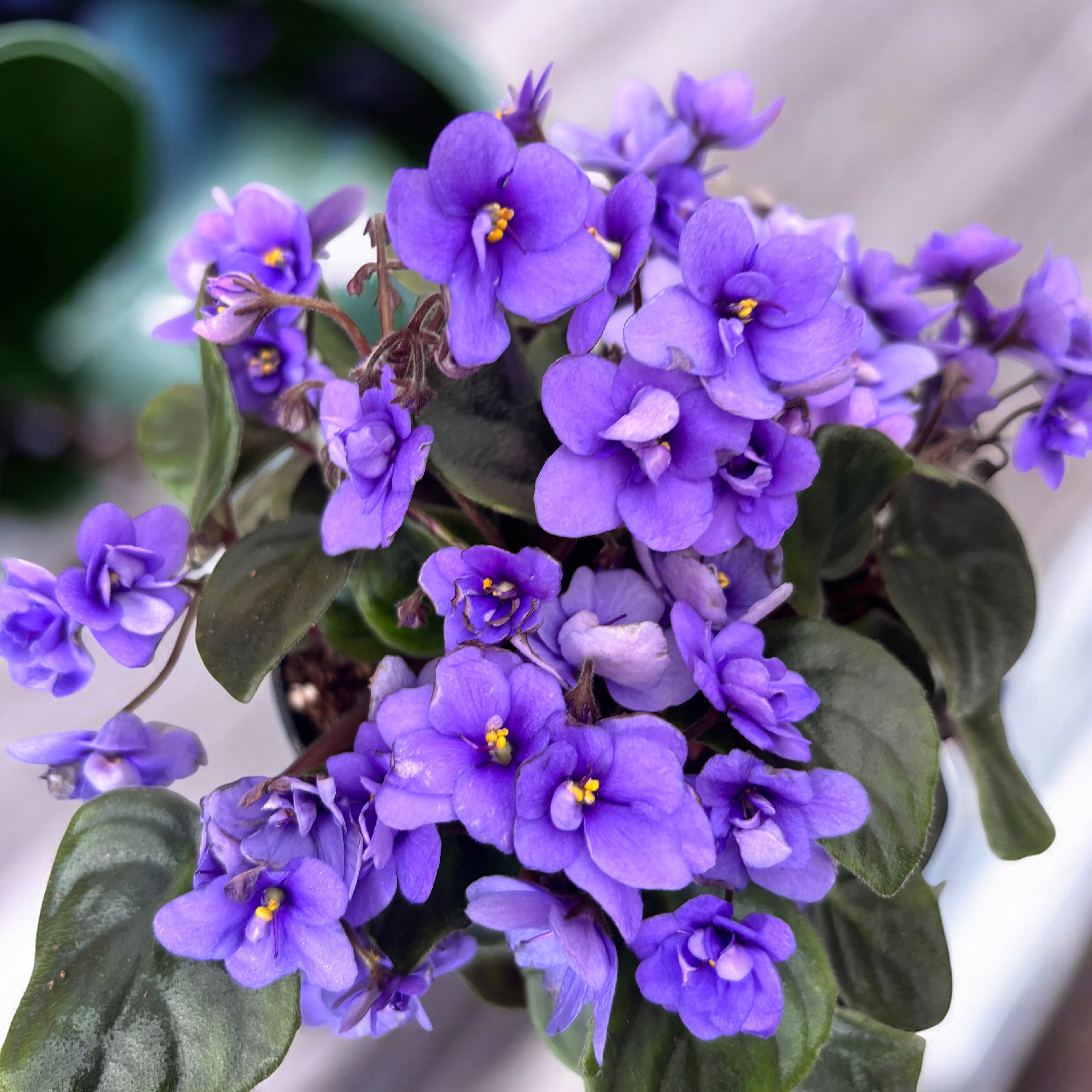 Saintpaulia ‘Rob’s Gundaroo’ - violete speciale