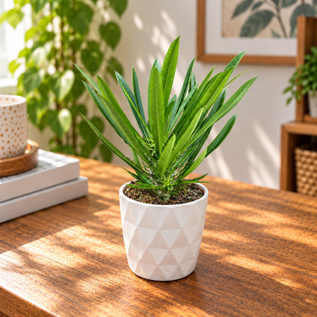 Pachypodium lamerei – die Madagaskar-Palme mit exotischem Aussehen und hoher Widerstandsfähigkeit
