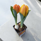 Bulbi de lalele cu flori duble bicolore in ghiveci - Tulipa Flaming Baby