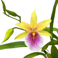 Miltonia Sunset (Pansy Orchid)