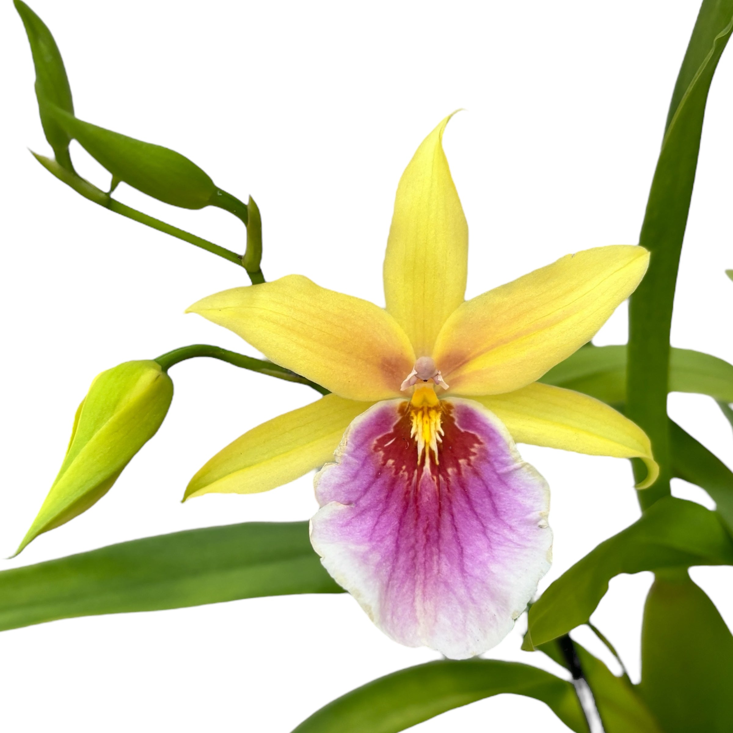 Miltonia Sunset (Pansy Orchid)