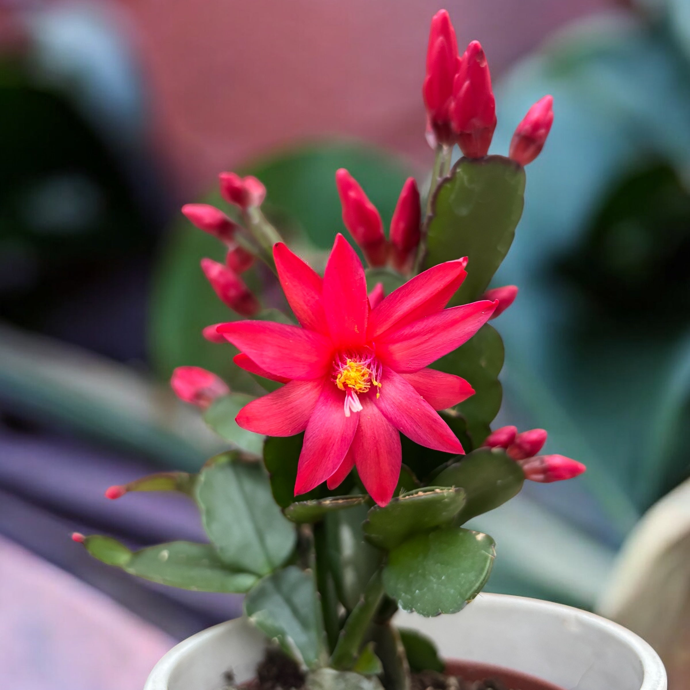 Rhipsalidopsis ‘Scorpius’ (floarea pastelui) 2pp