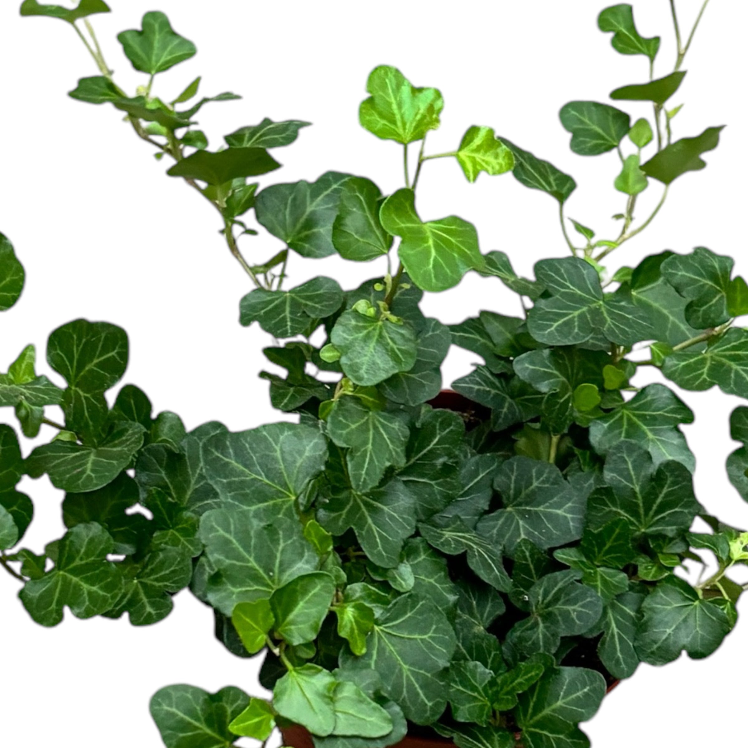 Iedera - Hedera helix 'Wonder'