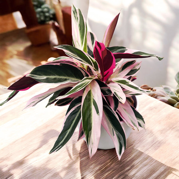 Calathea Triostar (Stromanthe Sanguinea Triostar) D14