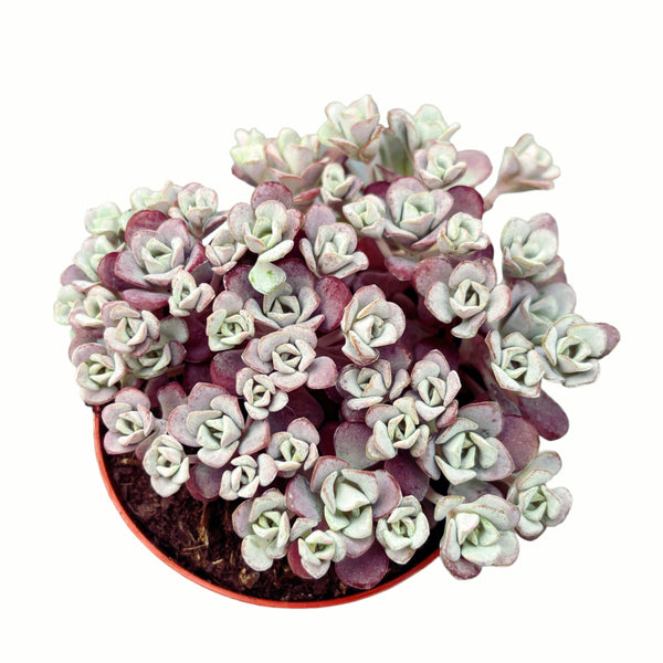 Sedum spathulifolium 'Purpureum' (Breitblättrige Fetthenne, Fetthenne)