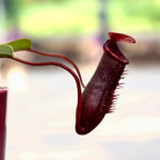 Nepenthes lowii x ventricosa - Eine spektakuläre fleischfressende Pflanze!