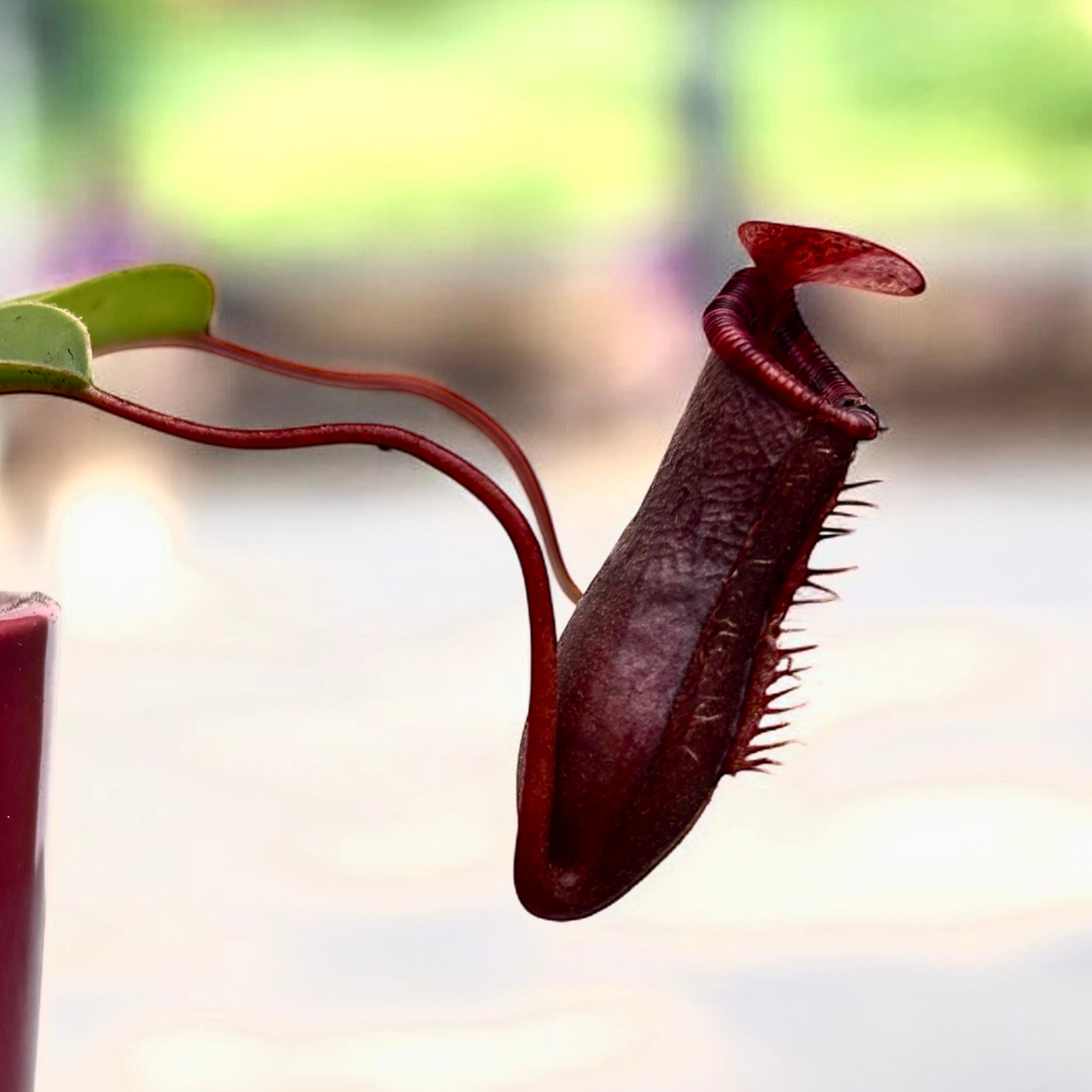 Nepenthes lowii x ventricosa - O planta carnivora spectaculoasa!