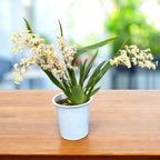 Oncidium Twinkle Pearl (fleurs intensément parfumées)