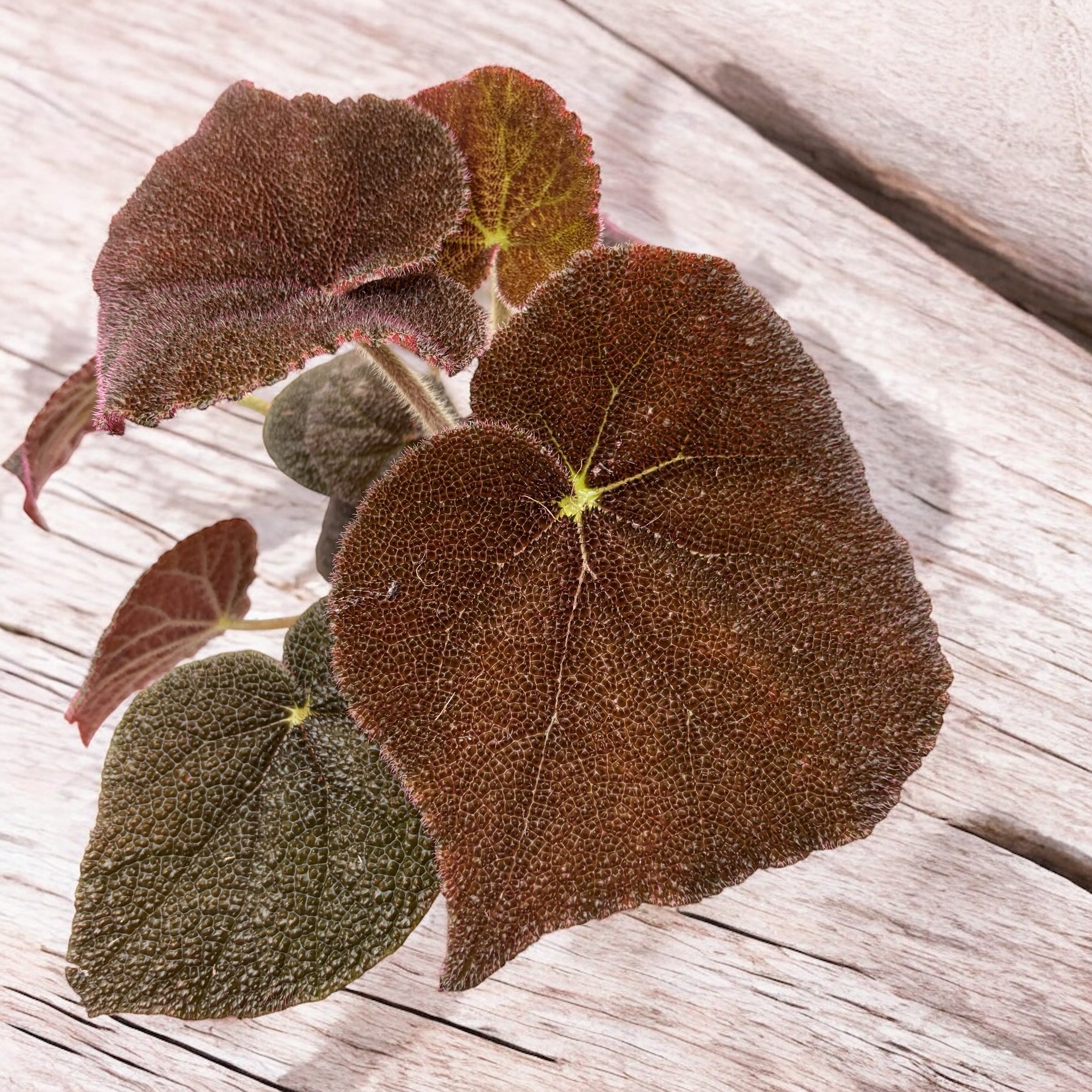 Begonia masoniana ‘River’