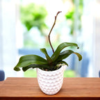 Vandaenopsis Irene Dobkin 'Elmhurst' HCC/AOS