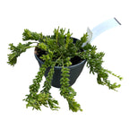 Rhipsalis mesembryanthemoides