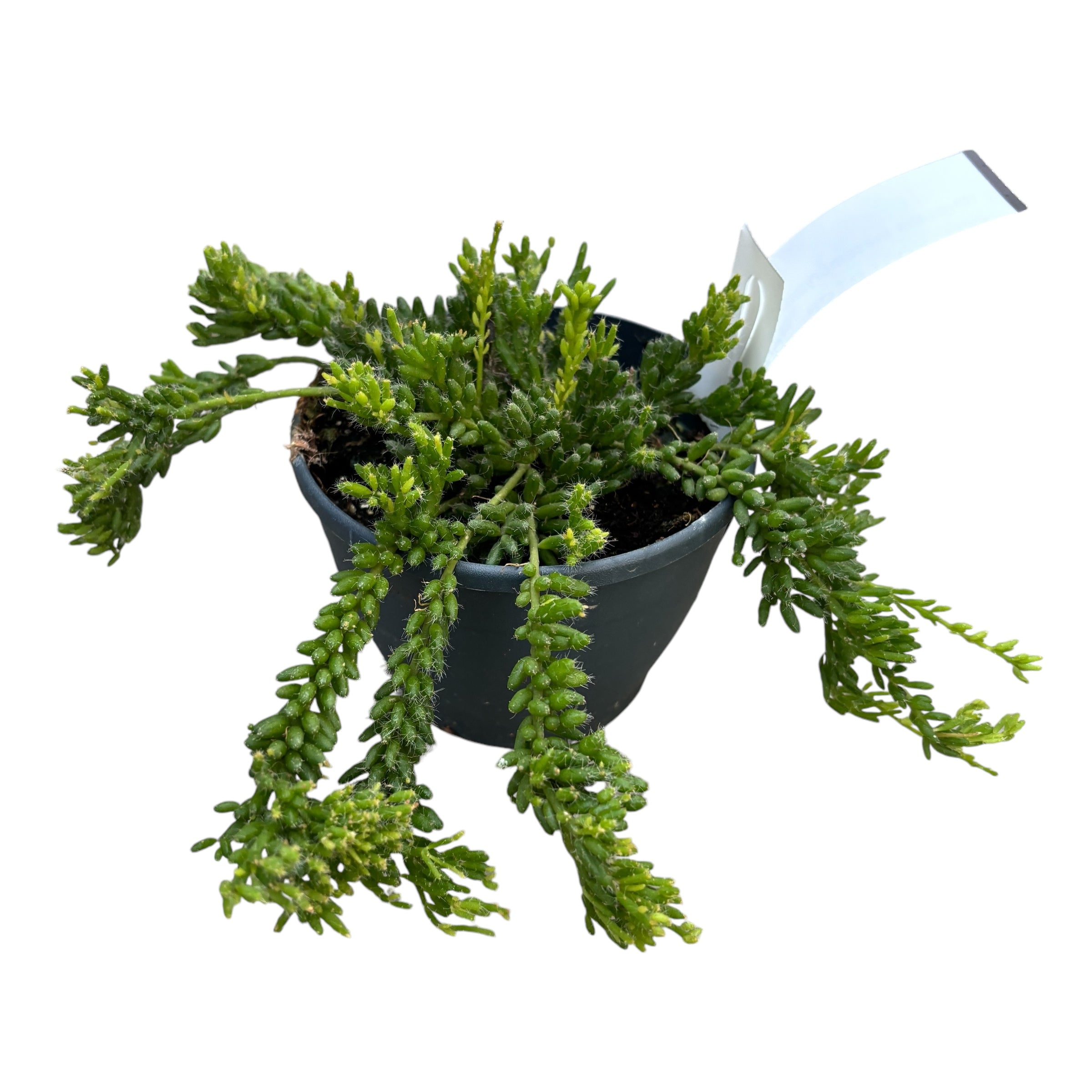 Rhipsalis mesembryanthemoides