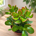 Crassula ovata - Jade Tree / Money Plant