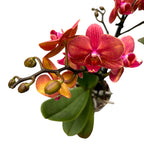 Phalaenopsis multiflora