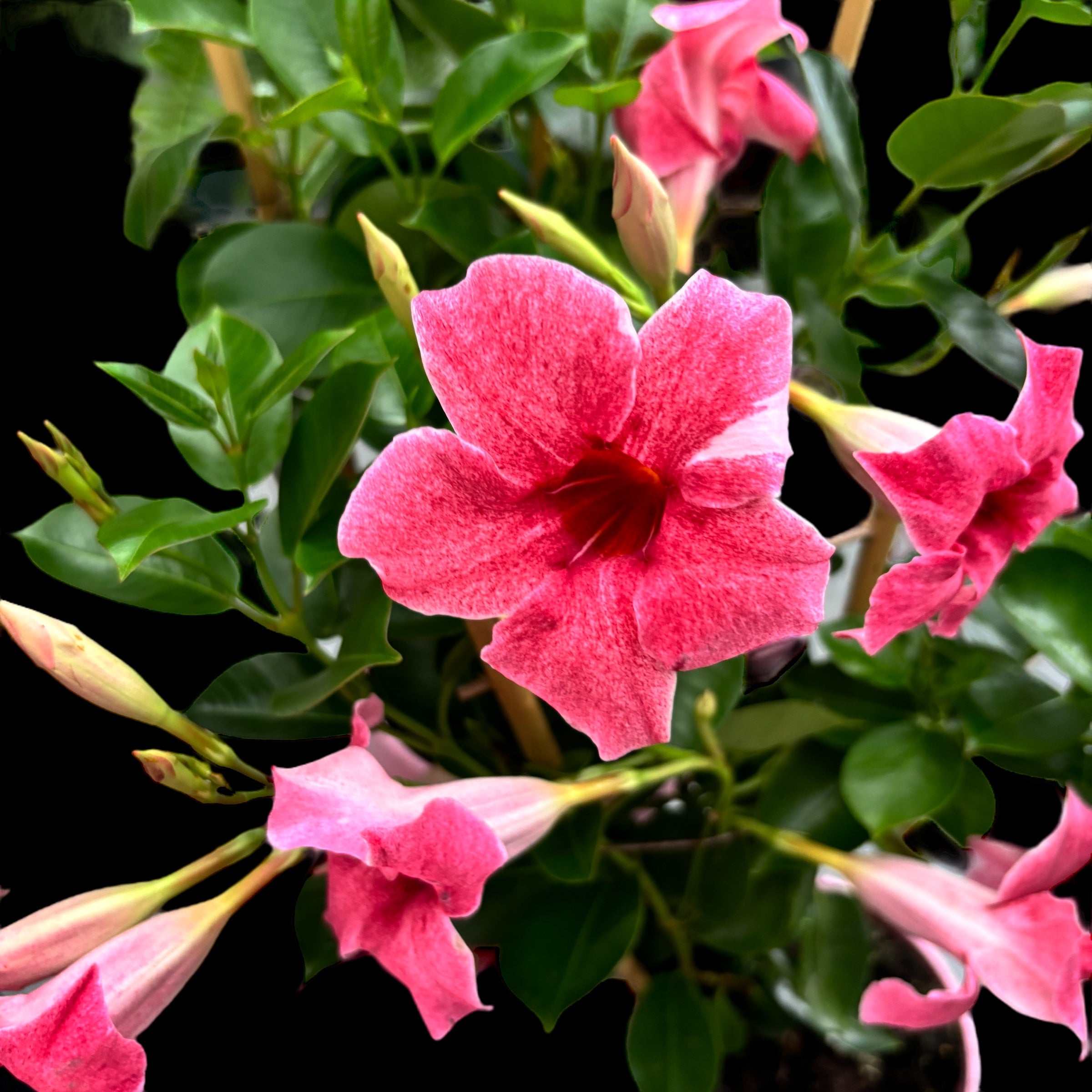 Mandevilla Sundaville® Pink Flamingo (flori bicolore, parfumate)
