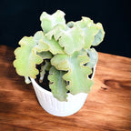 Kalanchoe beharensis 'Maltese Cross' - γλυπτική παχύφυτο με βελούδινα φύλλα σε σχήμα μαλτέζικου σταυρού