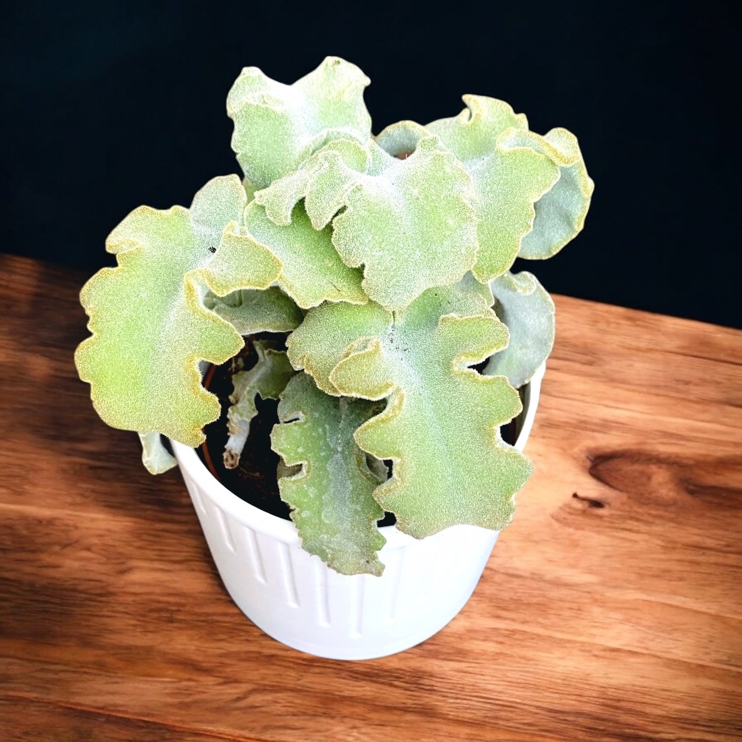 Kalanchoe beharensis 'Maltese Cross' - suculenta sculpturala cu frunze catifelate in forma de cruce malteza