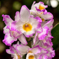 Dendrobium Angel Moon (variatie)