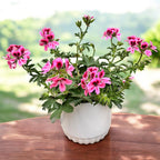 Vonné muškáty - Pelargonium (Scented Grp) ‘Isko Fleur’ (květinová vůně)