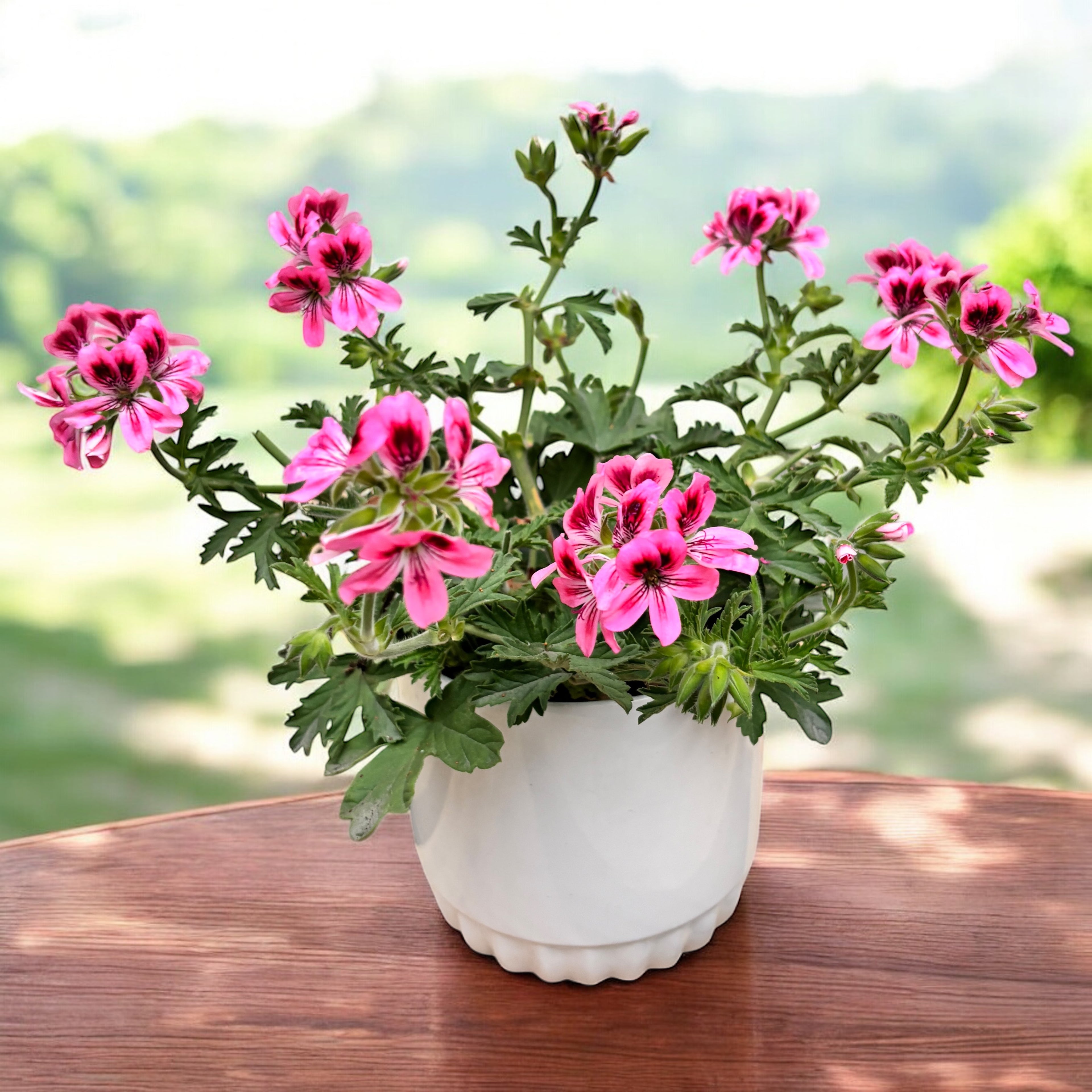 Muscate parfumate - Pelargonium (Scented Grp) ‘Isko Fleur’ (parfum de flori)