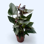 Anthurium ‘Jumbo Black’ – eleganta exotica in tonuri inchise si lucioase