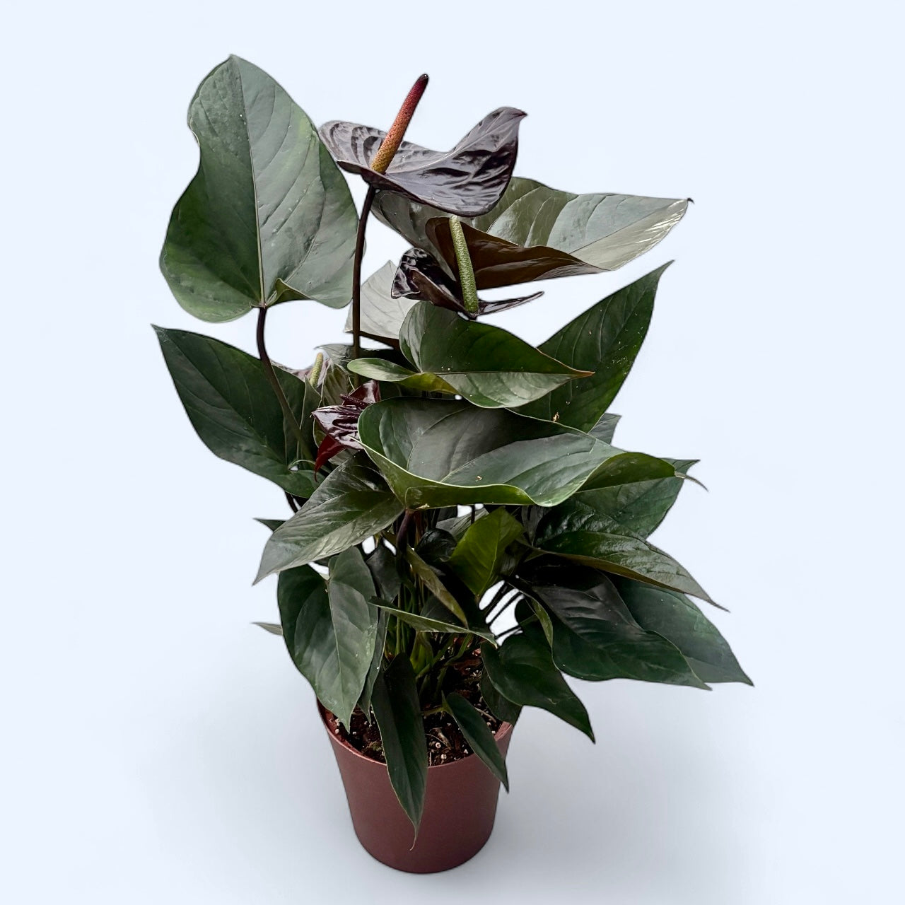 Anthurium ‘Jumbo Black’ – eleganta exotica in tonuri inchise si lucioase