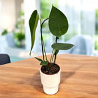 Anthurium peltigerum - specie botanica rara cu frunze texturate si aspect exotic