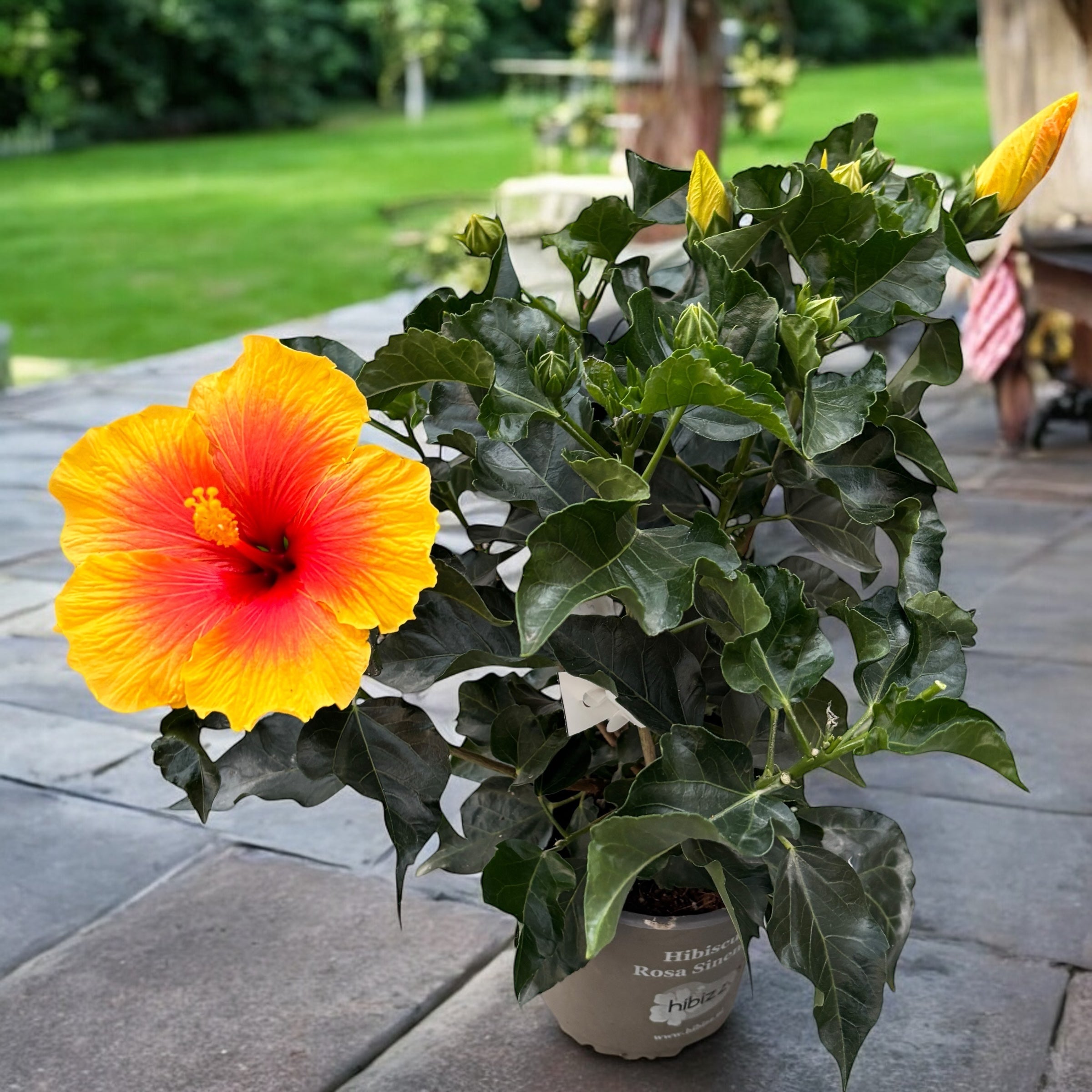Hibiscus rosa-sinensis ‘Salsa’ - japonské ibišky s velkými červeno-oranžovými květy