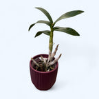 Dendrobium Enobi Purple 'Splash' AM/AOS