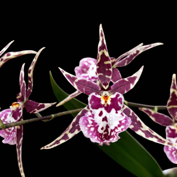 Oncidium (Cyrtocidium) Holm's Wizard - lila Variante - duftend!