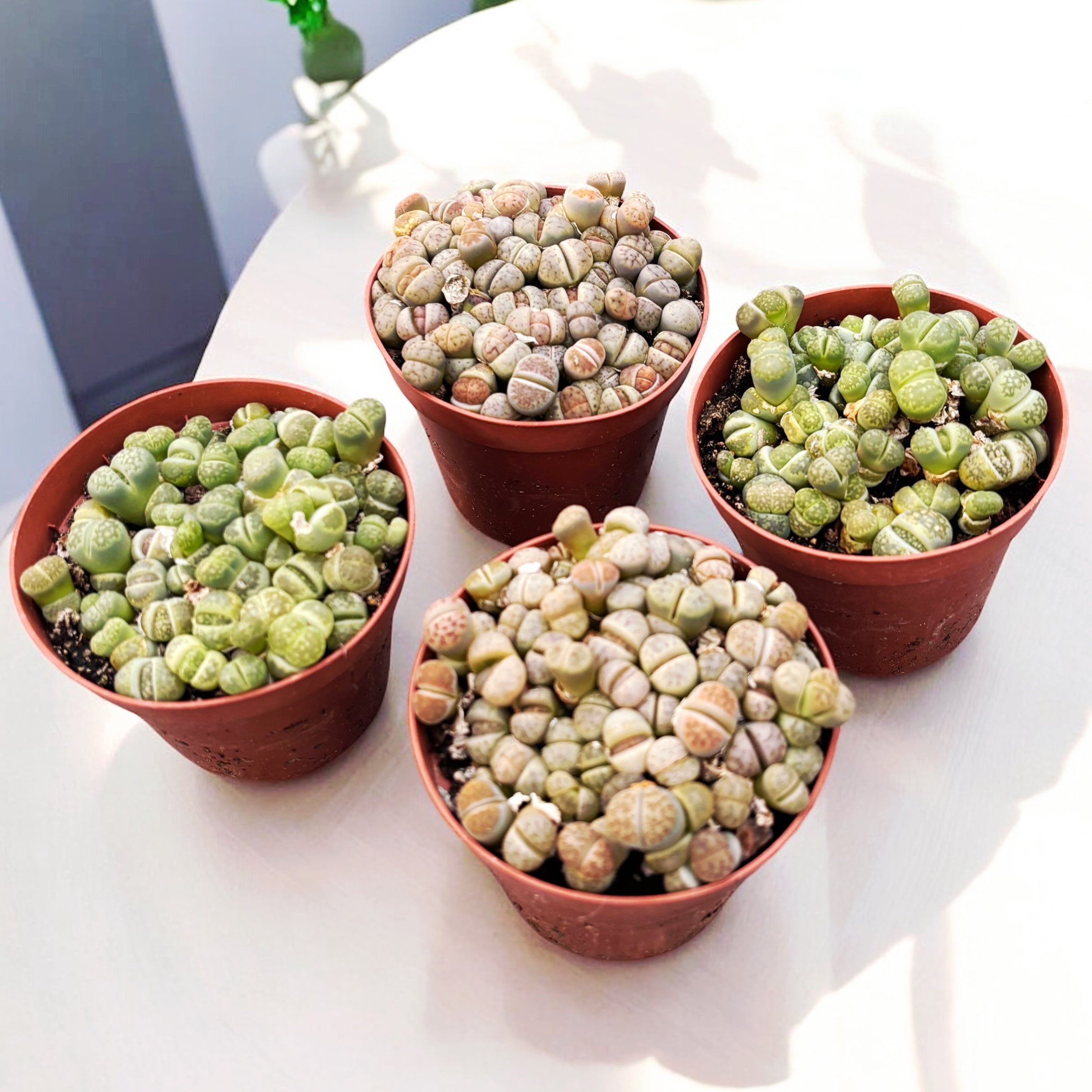 Lithops mix ("Pietre vii") D8
