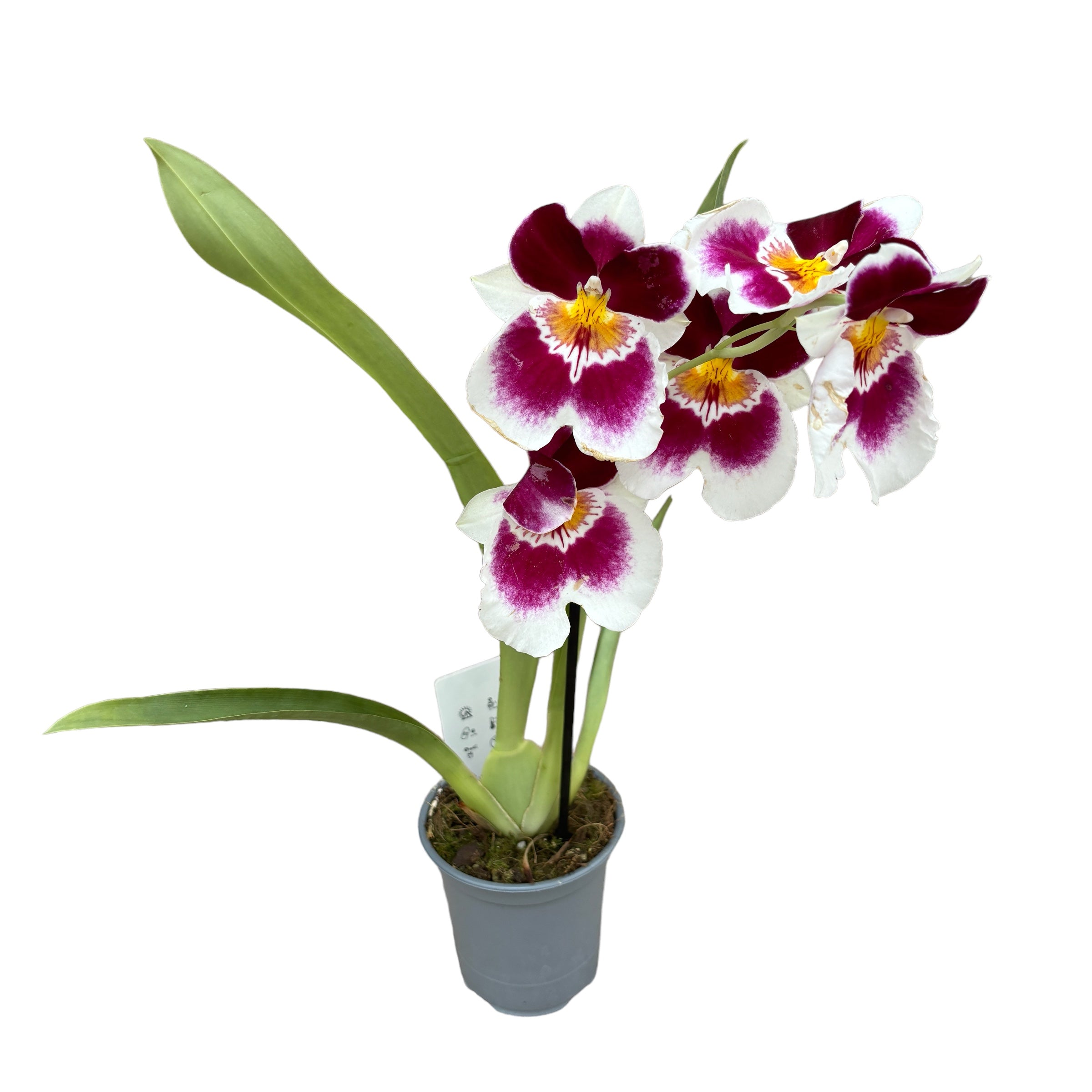 Miltoniopsis bicolora