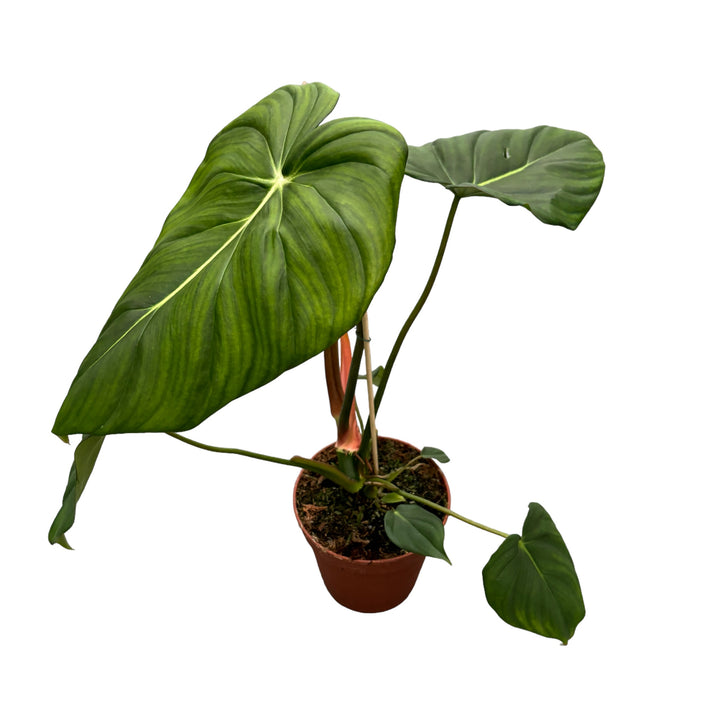 Philodendron pastazanum