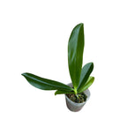 Phalaenopsis tetraspis 'Gospod Huang'